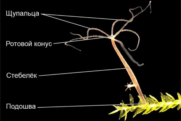 Kraken ссылка tor официальный сайт